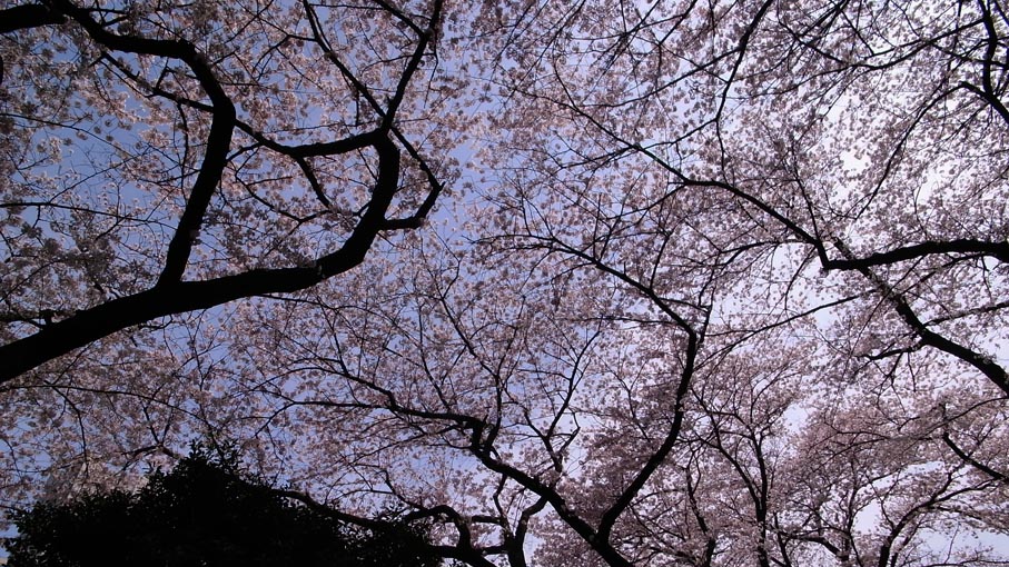 お花見・掃部山公園_b0061387_1029125.jpg