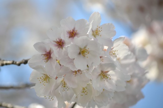 さくら、サクラ、桜 ^^_e0246788_11145190.jpg