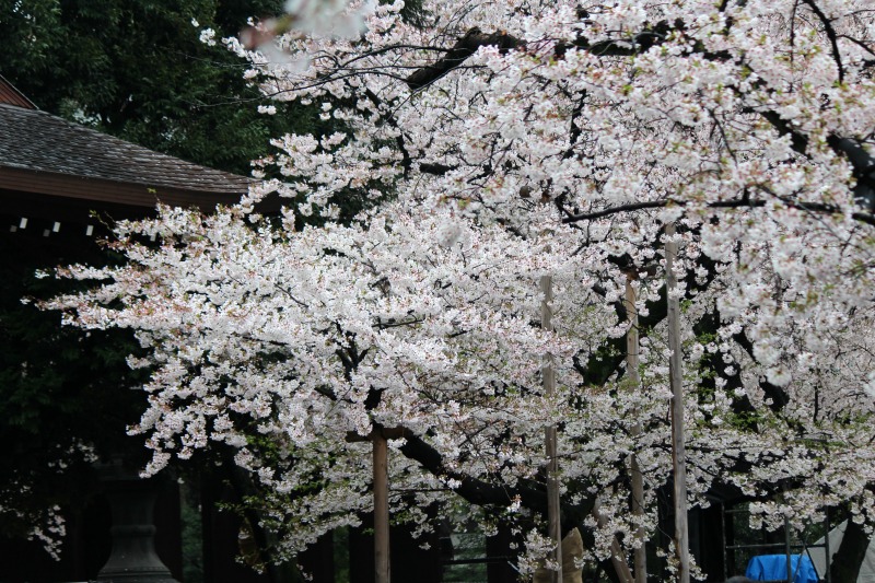 雨の靖国神社_a0127090_23161115.jpg