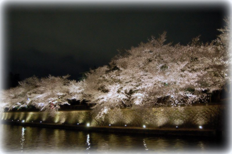 夜桜～～～_c0057390_23461987.jpg