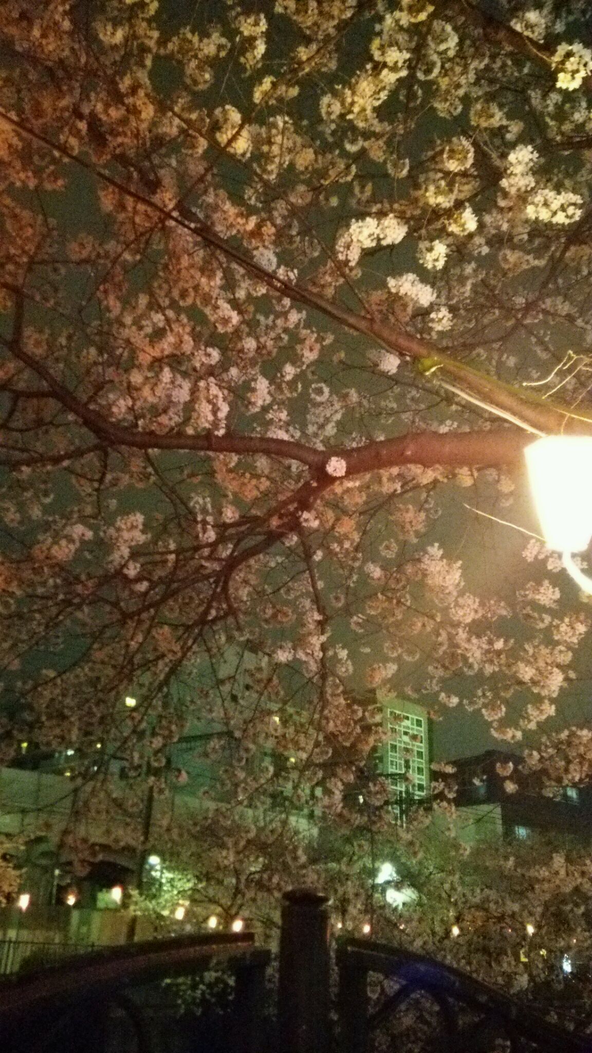 今年も行ってきました!_e0119092_14221371.jpg