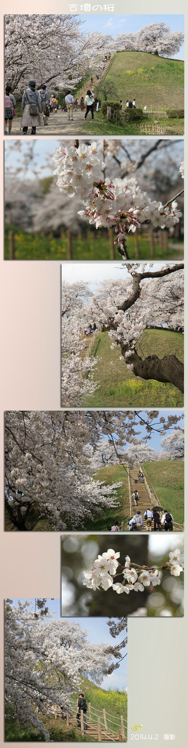 行田さきたま古墳の桜　　　　2014.4.3（木）　　_f0164592_883630.jpg