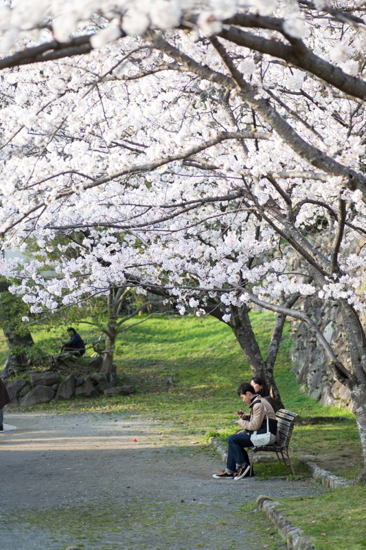 サクラデート♪（3月27日）　舞鶴公園・大濠城址　*5_d0147393_23414614.jpg