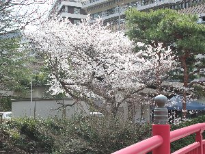 有馬温泉の桜＆こぶしの花が見頃です_d0212993_17103247.jpg