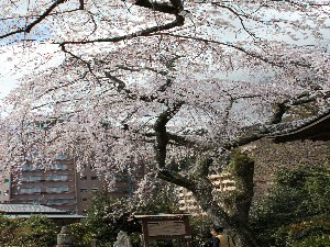 有馬温泉の桜＆こぶしの花が見頃です_d0212993_1715936.jpg