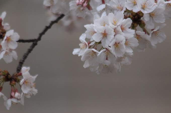 ベランダから見た今日の桜！_d0025894_0343343.jpg