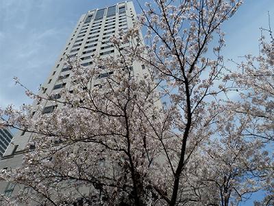 神戸の桜2014　兵庫県警と、県公館の桜_b0051598_22162263.jpg