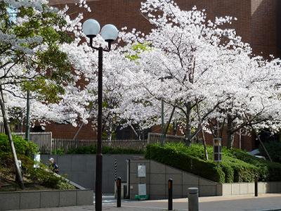 神戸の桜2014　兵庫県警と、県公館の桜_b0051598_22163893.jpg