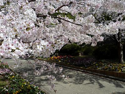 神戸の桜2014　兵庫県警と、県公館の桜_b0051598_22193650.jpg