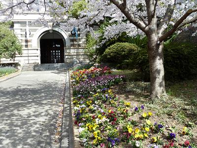 神戸の桜2014　兵庫県警と、県公館の桜_b0051598_22195412.jpg