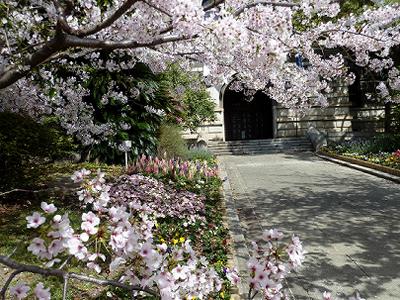 神戸の桜2014　兵庫県警と、県公館の桜_b0051598_22201392.jpg