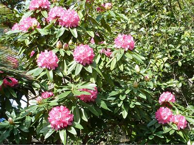 神戸の桜2014　兵庫県警と、県公館の桜_b0051598_22213187.jpg