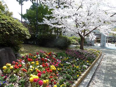 神戸の桜2014　兵庫県警と、県公館の桜_b0051598_2235312.jpg