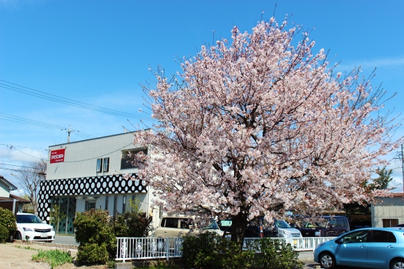 桜のきもちいいリアルタイムSKYSCAPEです_e0256798_13190802.jpg