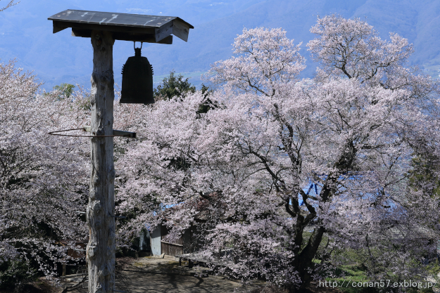 桜堂　ひょうたん桜 no2_c0278800_10523837.jpg