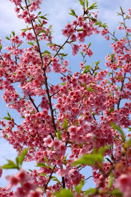  散る間際の河津桜　その2_d0248502_1812114.jpg