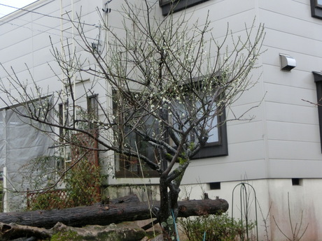 a0203003_9293719.jpg