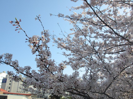 さよなら。今年の桜(ﾉ△･｡)_c0212604_2235081.jpg