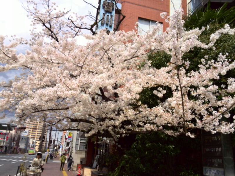 桜の行方は・・・_c0194007_12324728.jpg