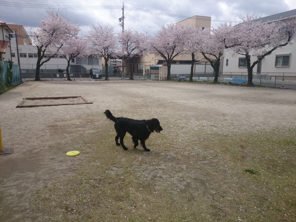 桜_b0030308_10283760.jpg