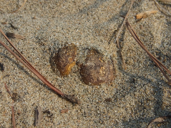 b0137208_1803729.jpg