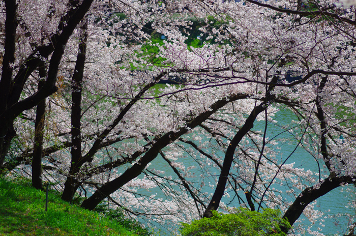 千鳥ヶ淵　北の丸公園　桜　4_b0151409_23244510.jpg