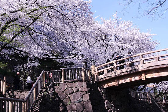 音無親水公園と石神井川の桜。温室の花2種_e0255509_20144060.jpg