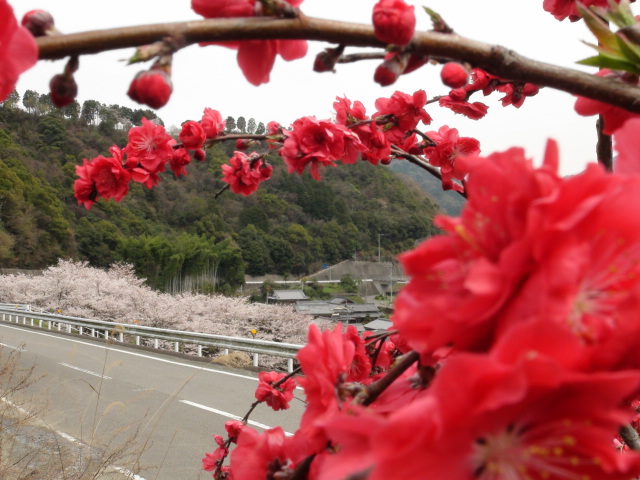 紅花常盤万作と真紅花桃の…2014・4・4_f0231709_14163066.jpg