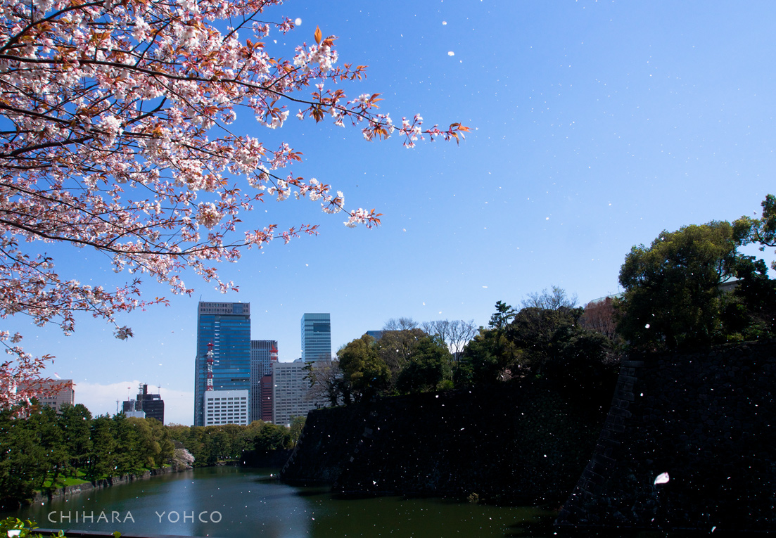 花吹雪_b0025511_17053901.jpg