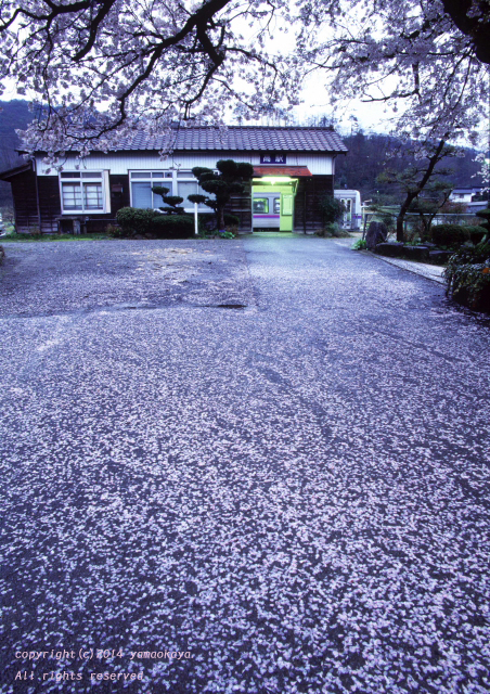 桜雨のあとで_d0309612_034319.jpg