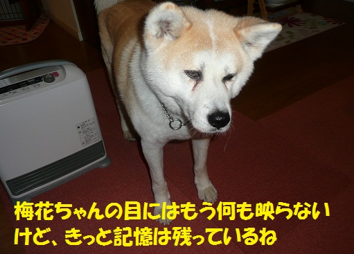 f0121712_8433340.jpg