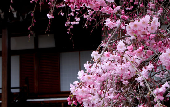 2014花めぐり21　上品蓮台寺_e0048413_22141895.jpg