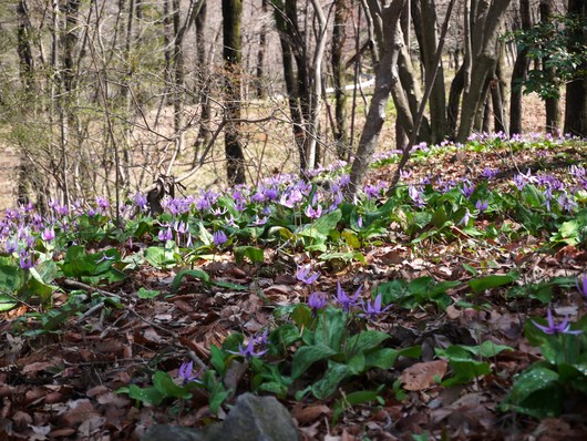 カタクリの花_e0205713_14401433.jpg