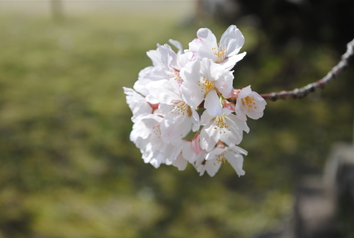 桜など　お出掛け写真_f0128316_8283381.jpg