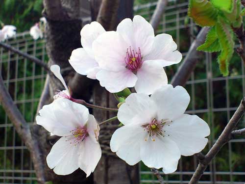 今日の桜☆A primavera chegou! A flor da cerejeira, Sakura é a flor símbolo do Japão._b0032617_1835019.jpg