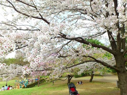 今日の桜☆A primavera chegou! A flor da cerejeira, Sakura é a flor símbolo do Japão._b0032617_1841068.jpg