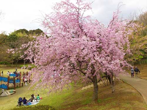 今日の桜☆A primavera chegou! A flor da cerejeira, Sakura é a flor símbolo do Japão._b0032617_1842521.jpg