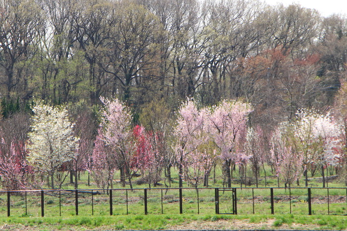 桜   サイクリング　_d0150720_19404914.jpg