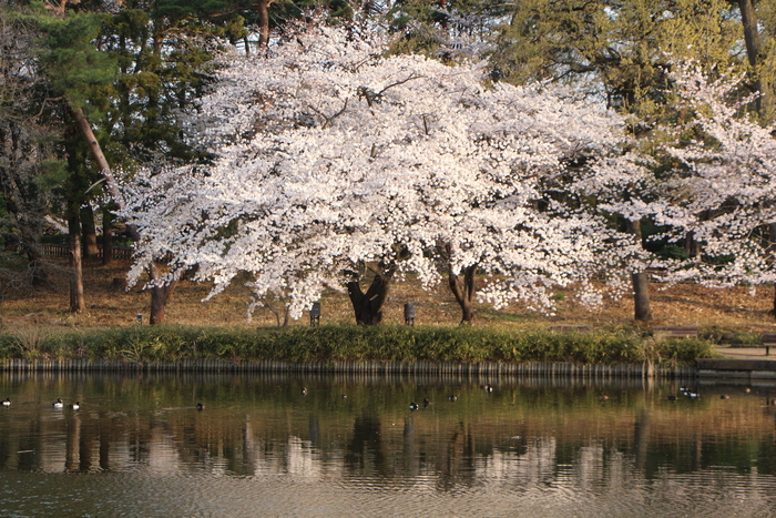 桜   サイクリング　_d0150720_2015933.jpg