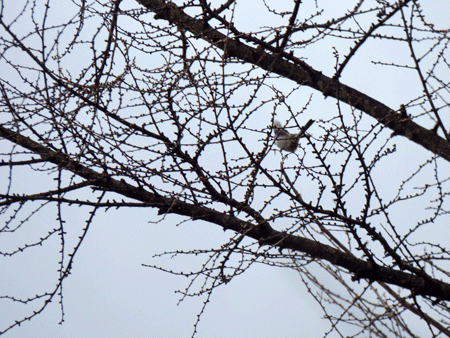 f0232920_1725397.gif