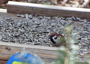 f0232920_1726073.gif