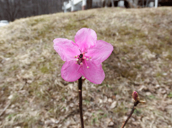 f0232920_17334167.gif