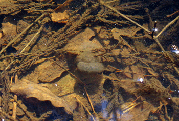 f0232920_1771167.gif