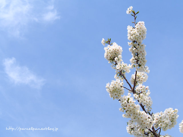 青空と白桜_a0037322_1042358.jpg