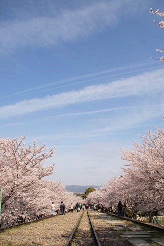 　　　桜　　～蹴上インクライン（京都）～_c0235725_19565380.jpg