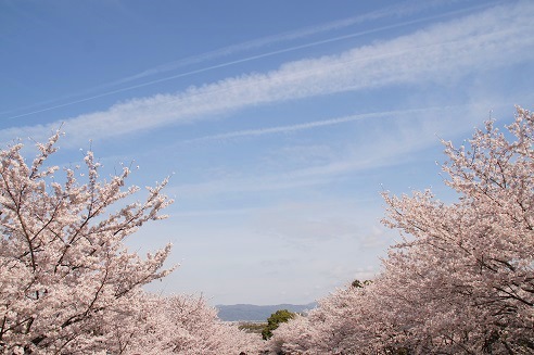 　　　桜　　～蹴上インクライン（京都）～_c0235725_1957216.jpg