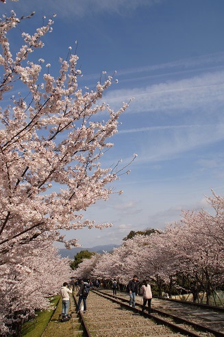 　　　桜　　～蹴上インクライン（京都）～_c0235725_19582729.jpg