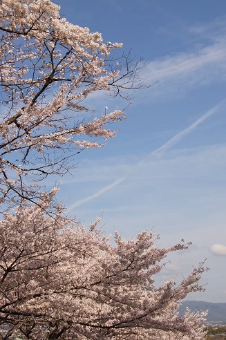 　　　桜　　～蹴上インクライン（京都）～_c0235725_19585459.jpg