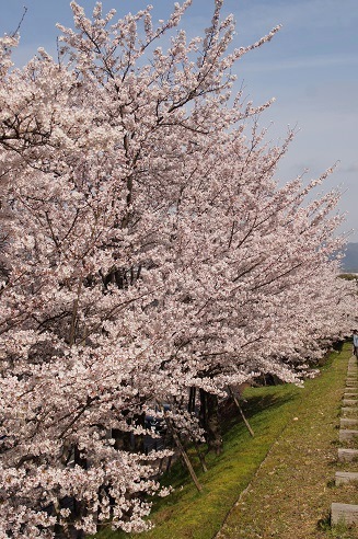 　　　桜　　～蹴上インクライン（京都）～_c0235725_19592996.jpg