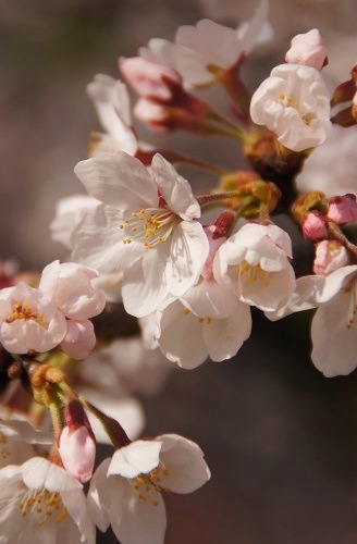 　　　桜　　～蹴上インクライン（京都）～_c0235725_19595146.jpg